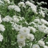 Gypsophila paniculata - rosnąca z nasion